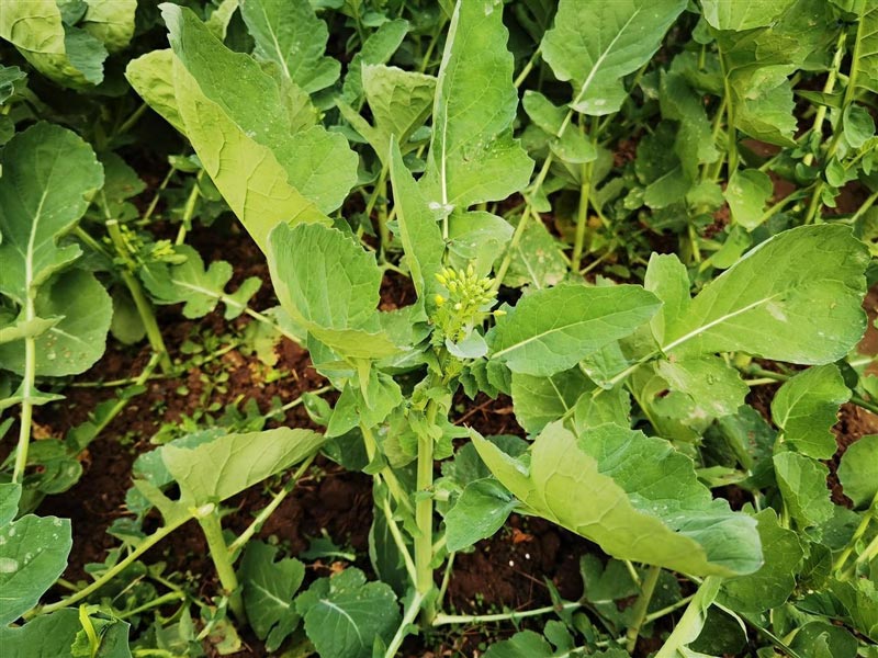 #富硒油菜薹實現量產#什么情況？